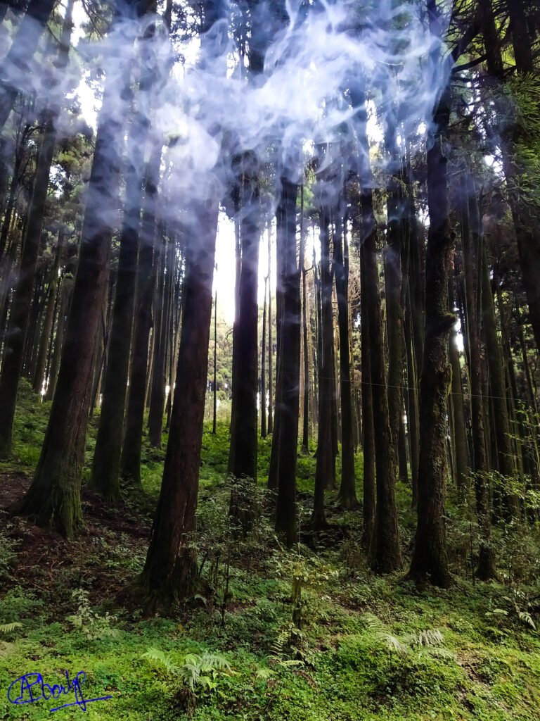 Home Shibkhola 16 768x1024